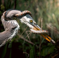 Reiher gegen Natter: Was auf den ersten Blick wie eine bedrohliche Umschlingung aussieht, entpuppt sich als verzweifelter Versuch, die eigene Haut zu retten