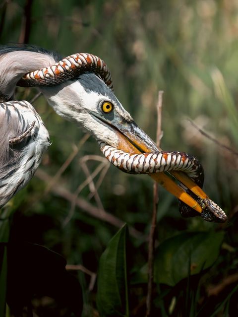 Reiher gegen Natter: Was auf den ersten Blick wie eine bedrohliche Umschlingung aussieht, entpuppt sich als verzweifelter Versuch, die eigene Haut zu retten