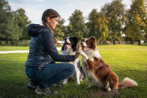 Eine Frau trainiert mit  zwei Hunden  im Park