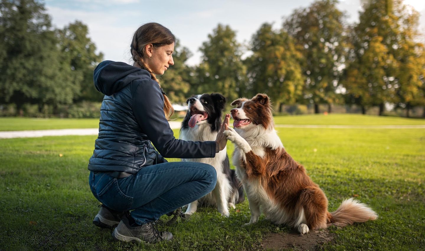 Eine Frau trainiert mit  zwei Hunden  im Park