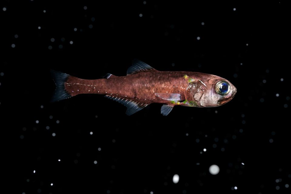 Laternenfisch in der Tiefsee