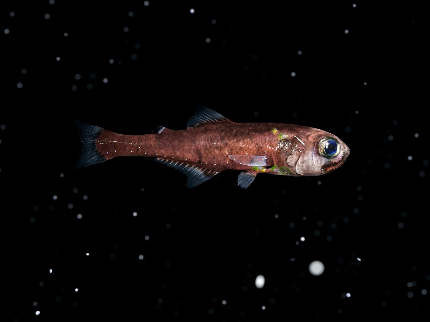 Laternenfisch in der Tiefsee