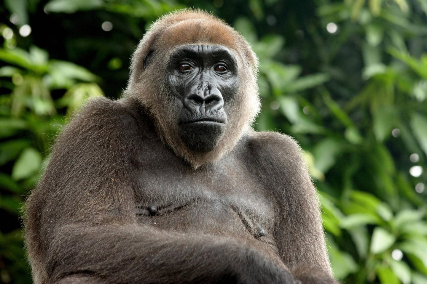 Cross River gorilla Portrait