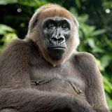 Cross River gorilla Portrait