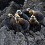 Cat Ba Langur Gruppe