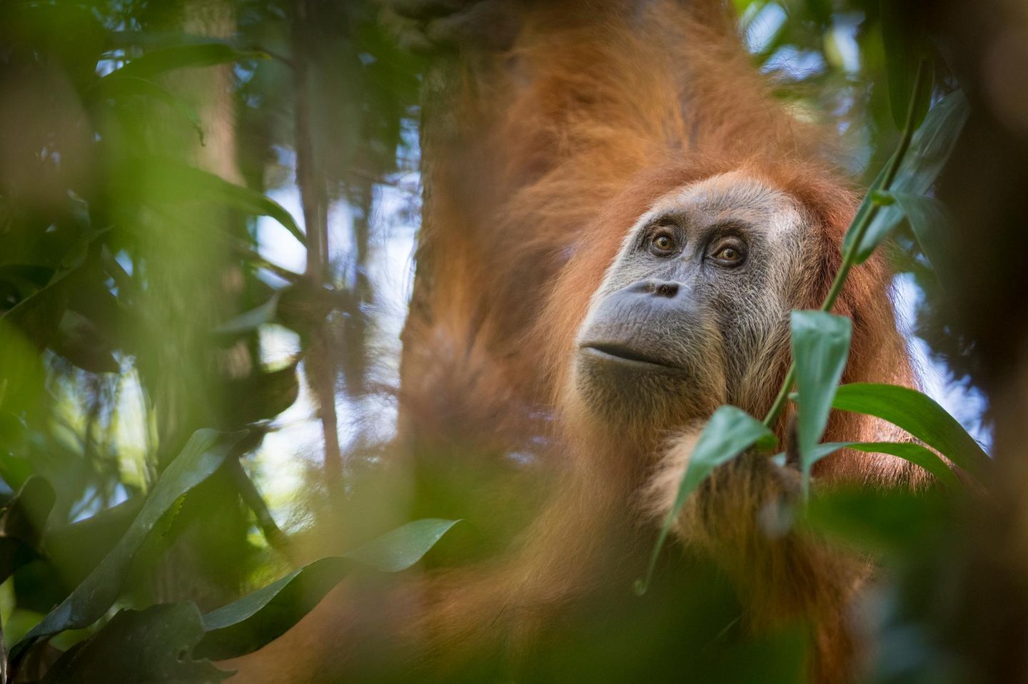 Orang Utan im Wald