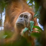 Orang Utan im Wald