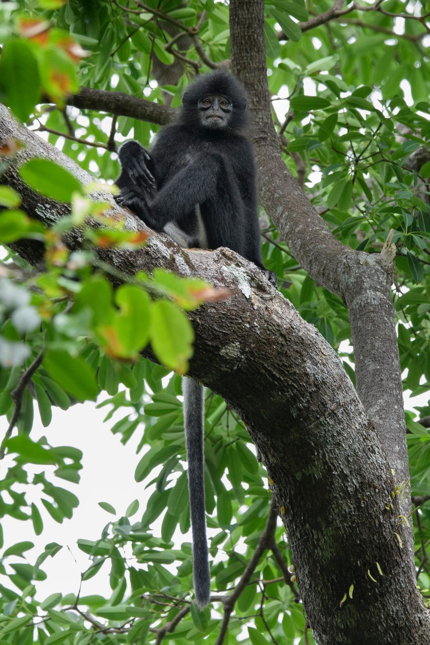 Sarawak-Langur auf einem Baum
