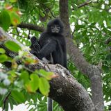 Sarawak-Langur auf einem Baum