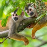 Zwei Mittelamerikanische Totenkopfaffen liegen auf einem Ast