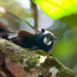 Gelbschwanz-Wollaffe auf einem Ast