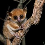 Microcebus-berthae Portrait