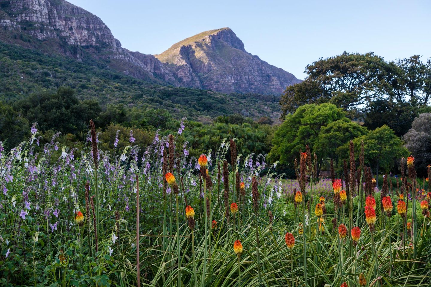 Botanischer Garten Kirstenbosch, Kapstadt, Südafrika