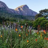 Botanischer Garten Kirstenbosch, Kapstadt, Südafrika