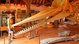 Pottwal-Skelett im Heimatmuseum Borkum