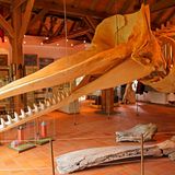 Pottwal-Skelett im Heimatmuseum Borkum