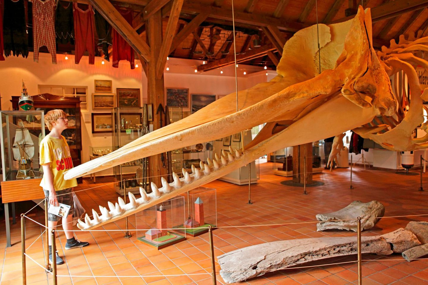Bei Schlechtwetter: Whale Watching im Museum Pottwal-Skelett im Heimatmuseum Borkum