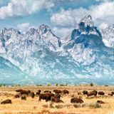 Bison on the prairie below the Grand Teton Range. Fall colors on the Grand Teton Mountain Range. Bison (or Buffalo) migrate out of Yellowstone National Park in winter