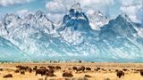 Bison on the prairie below the Grand Teton Range. Fall colors on the Grand Teton Mountain Range. Bison (or Buffalo) migrate out of Yellowstone National Park in winter