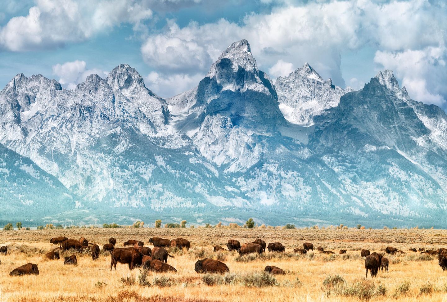 Grand Teton Nationalpark, Wyoming Bison on the prairie below the Grand Teton Range. Fall colors on the Grand Teton Mountain Range. Bison (or Buffalo) migrate out of Yellowstone National Park in winter