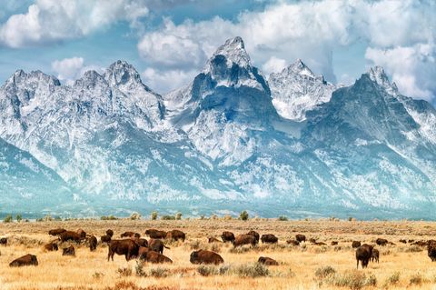 Bison on the prairie below the Grand Teton Range. Fall colors on the Grand Teton Mountain Range. Bison (or Buffalo) migrate out of Yellowstone National Park in winter