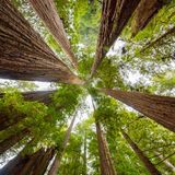 USA, California, Redwood National Park, Sequoia trees, august, 2018.