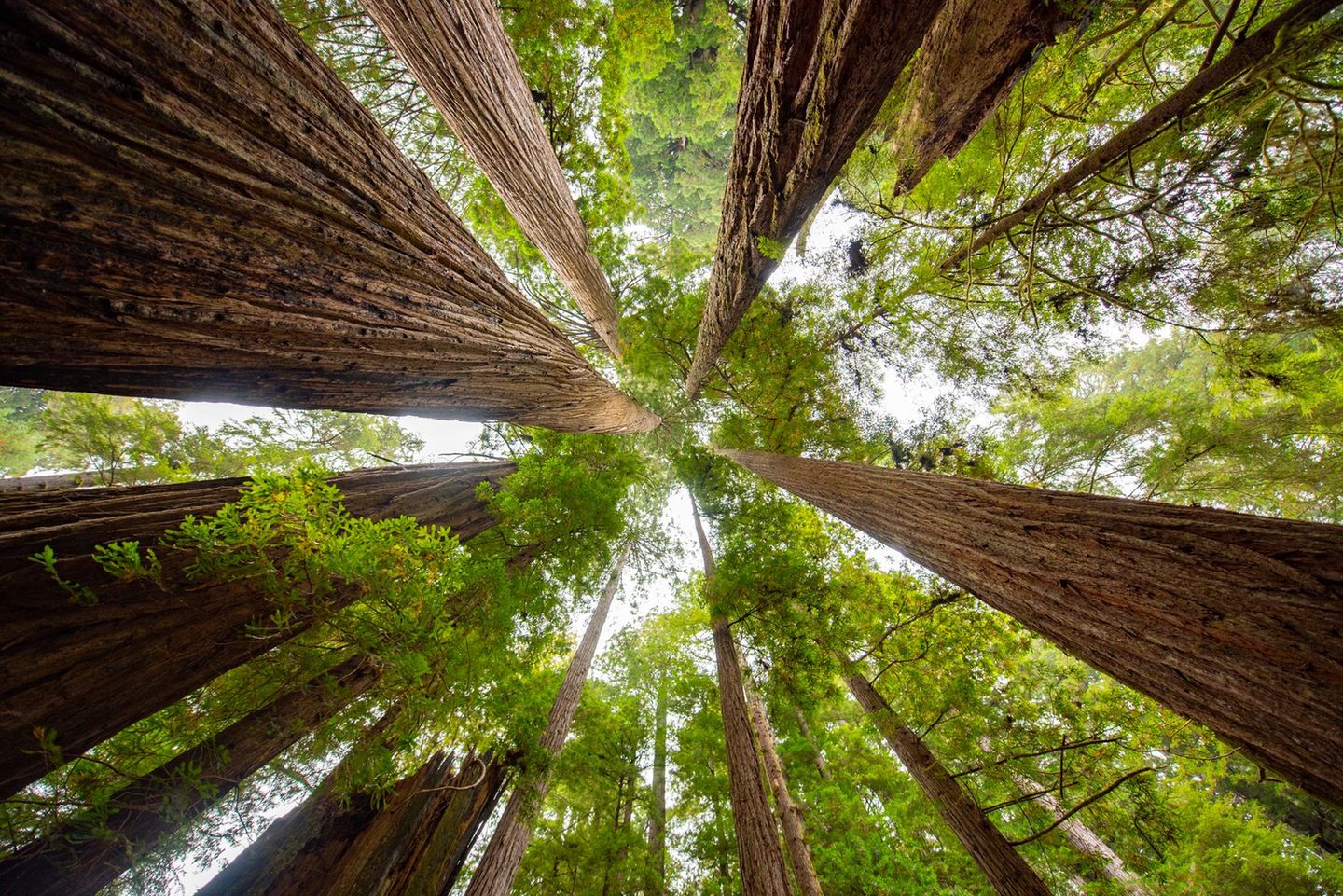 Redwood Nationalpark, Kalifornien USA, California, Redwood National Park, Sequoia trees, august, 2018.