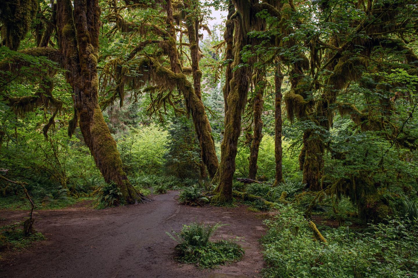 Olympic Nationalpark, Washington A magical scene along the Hall of Mosses Trail in the Hoh Rainforest, Olympic National Park, Washington. The trail winds through a lush, green canopy of moss-draped trees, with ferns and other vibrant undergrowth carpeting the forest floor. Sunlight filters through the dense foliage, casting a soft, ethereal glow over the serene landscape. Known for its enchanting beauty and rich biodiversity, this iconic trail offers visitors a glimpse into one of the world's most pristine temperate rainforests. Ideal for showcasing the natural wonders of the Pacific Northwest, hiking adventures, and conservation efforts.