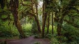 A magical scene along the Hall of Mosses Trail in the Hoh Rainforest, Olympic National Park, Washington. The trail winds through a lush, green canopy of moss-draped trees, with ferns and other vibrant undergrowth carpeting the forest floor. Sunlight filters through the dense foliage, casting a soft, ethereal glow over the serene landscape. Known for its enchanting beauty and rich biodiversity, this iconic trail offers visitors a glimpse into one of the world's most pristine temperate rainforests. Ideal for showcasing the natural wonders of the Pacific Northwest, hiking adventures, and conservation efforts.