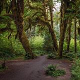 A magical scene along the Hall of Mosses Trail in the Hoh Rainforest, Olympic National Park, Washington. The trail winds through a lush, green canopy of moss-draped trees, with ferns and other vibrant undergrowth carpeting the forest floor. Sunlight filters through the dense foliage, casting a soft, ethereal glow over the serene landscape. Known for its enchanting beauty and rich biodiversity, this iconic trail offers visitors a glimpse into one of the world's most pristine temperate rainforests. Ideal for showcasing the natural wonders of the Pacific Northwest, hiking adventures, and conservation efforts.