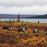 Four caribou bulls (Rangifer tarandus) in foliage beside lake, autumn Wonder Lake, Denali National Park, Alaska, USA