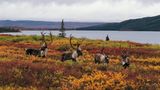 Four caribou bulls (Rangifer tarandus) in foliage beside lake, autumn Wonder Lake, Denali National Park, Alaska, USA