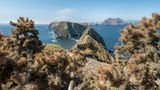 Dry Cactus Looks Over The Channel Islands in early fall