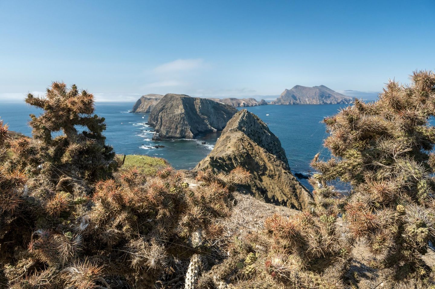 Channel Islands Nationalpark, Kalifornien Dry Cactus Looks Over The Channel Islands in early fall