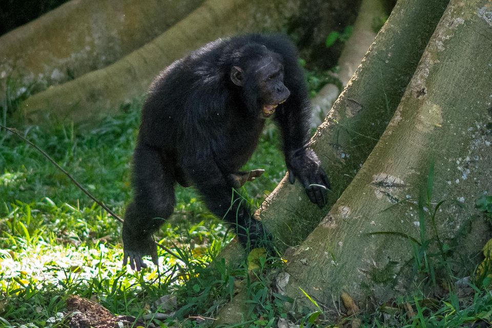 Mit Händen und Füßen: ein männlicher Ostafrikanischer Schimpanse aus der Sonso-Gemeinschaft im Budongo-Wald (Uganda) beim Trommeln