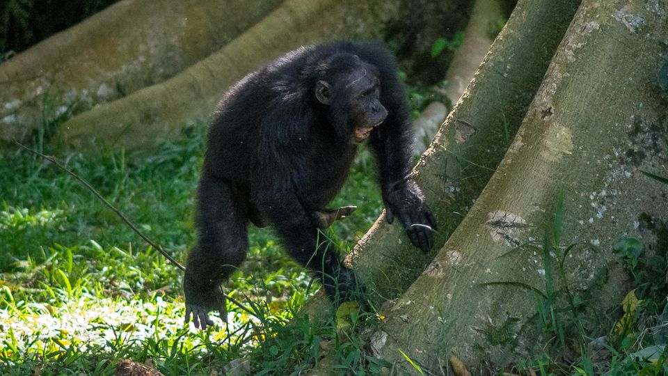 Mit Händen und Füßen: ein männlicher Ostafrikanischer Schimpanse aus der Sonso-Gemeinschaft im Budongo-Wald (Uganda) beim Trommeln