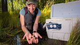 Forscherin Kate Belleville, die in einem kalifornischen Nationalpark lachend winzig kleine Frösche in ihren Händen hält