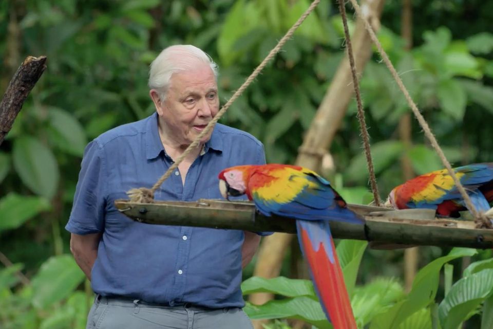 Dokumentation: Das Leben in Farbe mit David Attenborough 1.7809