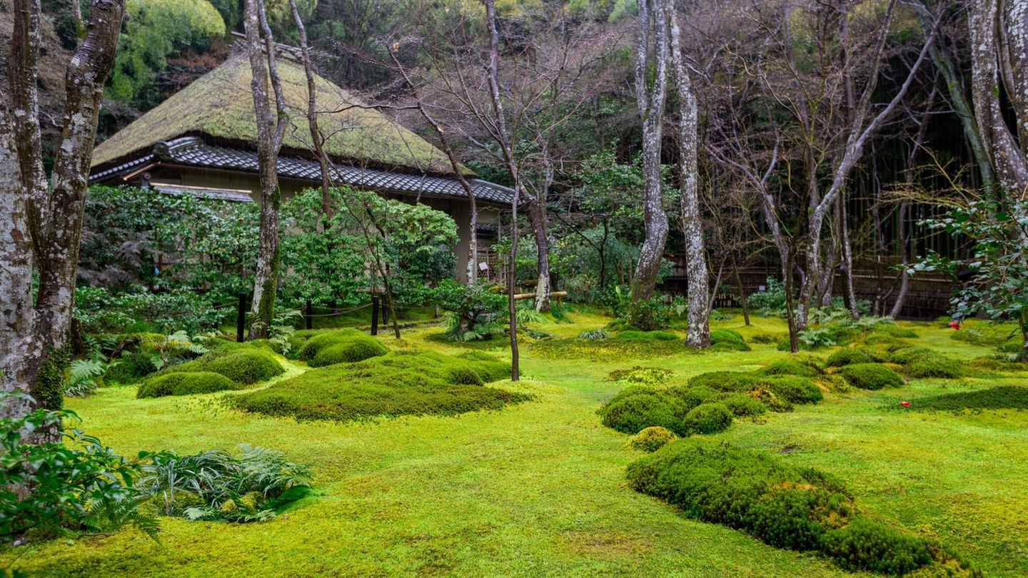 Saihoji-Tempel und Moosgarten, Kyoto, Japan