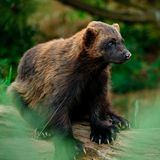 Anders als der Name vermuten lässt, fressen Vielfraße (Gulo gulo) alles Mögliche – aber nicht besonders viel. Der Name des marderartigen Tieres, das in Mitteleuropa längst ausgestorben ist, entstand vermutlich durch eine falsche Übersetzung. Demnach könnten deutsche Kaufleute, die im 15. Jahrhundert mit Pelzen handelten, das altnorwegische fjeldfross ("Felsen-" oder "Bergkater") als "Vielfraß" missverstanden haben.