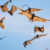 Auch Flughunde – im Bild: ein Palmenflughund (Eidolon helvum) – sind keine Hunde. Sondern eine Säugetierfamilie aus der Ordnung der Fledertiere. Ihren deutschen Namen verdanken sie ihrer etwas hundeartigen Kopfform. Die Tiere – manche Arten erreichen eine Flügelspannweite von 170 Zentimetern – sind im tropischen und subtropischen Afrika, im Indischen Ozean, dem südlichen Asien, Australien und dem westlichen Ozeanien verbreitet.