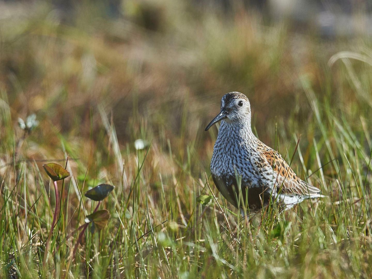 Der Alpenstrandläufer (Calidris alpina) hat seinen Namen nicht von den Alpen, einem Naturraum, in dem er gar nicht vorkommt. Sehr wahrscheinlich gehen sowohl der wissenschaftliche als auch der deutsche Name auf die Bezeichnung "lappländische Alpen" zurück, einen alten Ausdruck für die skandinavischen Gebirge. Die Zugvögel verbringen den Winter zu Tausenden – nicht in den Bergen, sondern im Wattenmeer der Nordsee.