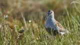Der Alpenstrandläufer (Calidris alpina) hat seinen Namen nicht von den Alpen, einem Naturraum, in dem er gar nicht vorkommt. Sehr wahrscheinlich gehen sowohl der wissenschaftliche als auch der deutsche Name auf die Bezeichnung "lappländische Alpen" zurück, einen alten Ausdruck für die skandinavischen Gebirge. Die Zugvögel verbringen den Winter zu Tausenden – nicht in den Bergen, sondern im Wattenmeer der Nordsee.