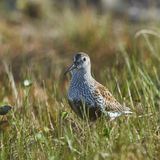 Der Alpenstrandläufer (Calidris alpina) hat seinen Namen nicht von den Alpen, einem Naturraum, in dem er gar nicht vorkommt. Sehr wahrscheinlich gehen sowohl der wissenschaftliche als auch der deutsche Name auf die Bezeichnung "lappländische Alpen" zurück, einen alten Ausdruck für die skandinavischen Gebirge. Die Zugvögel verbringen den Winter zu Tausenden – nicht in den Bergen, sondern im Wattenmeer der Nordsee.
