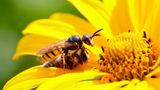 Der Bienenwolf (Philanthus triangulum) ist – Sie ahnen es bereits – weder Biene noch Wolf. Sondern eine Wespenart. Der Name wurde offenbar gewählt, weil das Insekt Bienen anfällt, mit Gift lähmt und in seinen unterirdischen Bau schleppt, wo die Biene als Futtervorrat für die Bienenwolfbrut dient. Das fertig entwickelte Insekt lebt dann vollkommen vegan.