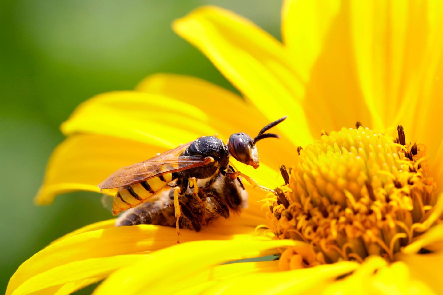 Bienenwolf Der Bienenwolf (Philanthus triangulum) ist – Sie ahnen es bereits – weder Biene noch Wolf. Sondern eine Wespenart. Der Name wurde offenbar gewählt, weil das Insekt Bienen anfällt, mit Gift lähmt und in seinen unterirdischen Bau schleppt, wo die Biene als Futtervorrat für die Bienenwolfbrut dient. Das fertig entwickelte Insekt lebt dann vollkommen vegan.