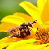 Der Bienenwolf (Philanthus triangulum) ist – Sie ahnen es bereits – weder Biene noch Wolf. Sondern eine Wespenart. Der Name wurde offenbar gewählt, weil das Insekt Bienen anfällt, mit Gift lähmt und in seinen unterirdischen Bau schleppt, wo die Biene als Futtervorrat für die Bienenwolfbrut dient. Das fertig entwickelte Insekt lebt dann vollkommen vegan.