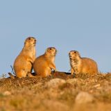 In manchen Fällen verdanken Tiere ihren deutschen Namen Eigenschaften, die anderen mit ihnen nicht näher verwandten Tieren zugeschrieben werden. Im Fall des nordamerikanischen Präriehundes, der eigentlich ein Hörnchen ist, ist der deutsche Name auf seinen Lebensraum, die Prärie zurückzuführen – und auf seine Warnrufe, die die frühen Siedler an das Bellen von Haushunden erinnerten.