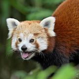 Die Kleinen (oder Roten) Pandas der Gattung Ailurus leben im östlichen Himalaya und im Südwesten Chinas. Sie ernähren sich überwiegend von Bambus – wie die Großen Pandas, mit denen sie aber nicht näher verwandt sind. Die Tierart ist laut Roter Liste bedroht; nach Schätzungen leben in Freiheit nur noch rund 10.000 Exemplare.