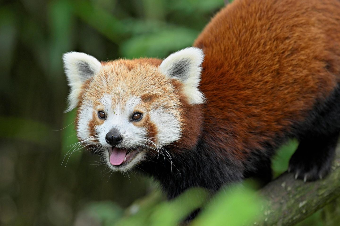 Die Kleinen (oder Roten) Pandas der Gattung Ailurus leben im östlichen Himalaya und im Südwesten Chinas. Sie ernähren sich überwiegend von Bambus – wie die Großen Pandas, mit denen sie aber nicht näher verwandt sind. Die Tierart ist laut Roter Liste bedroht; nach Schätzungen leben in Freiheit nur noch rund 10.000 Exemplare.